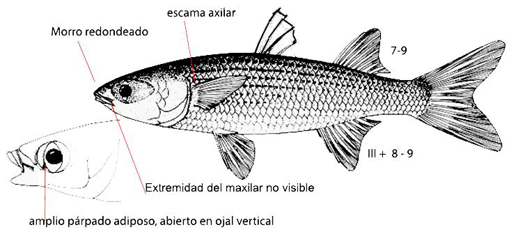Mugil cephalus_01.jpg